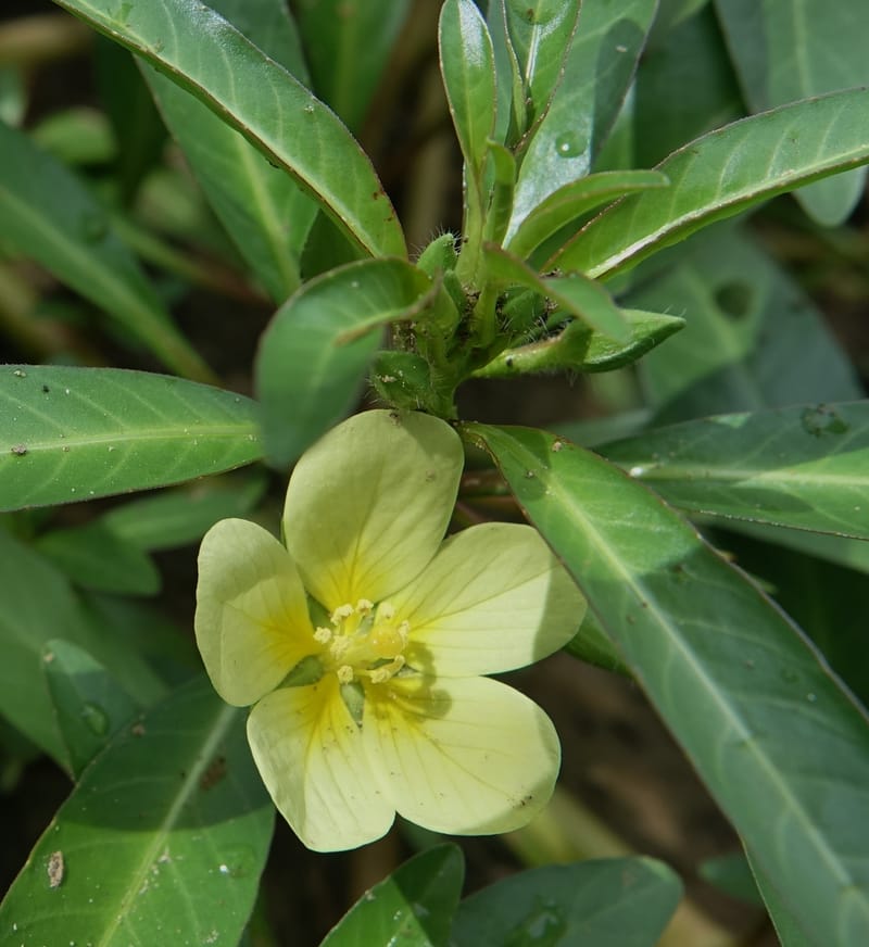Ludwigia adscendens subsp. diffusa, L. Nanyeni 1193--Namibia. Kunene R. rd. east. 20 Mar 2018. DSC02082 (86).JPG