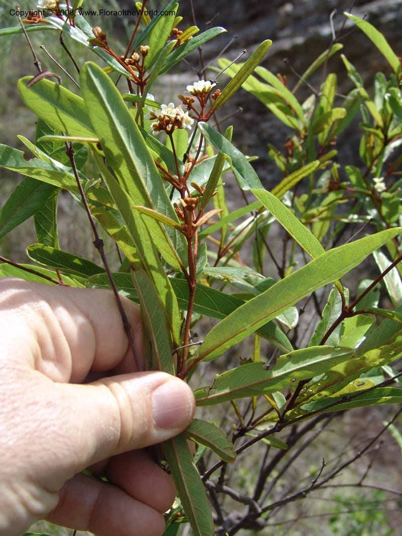 Acridocarpus, Z.Rogers820--Madag. Prov. Fianar. Parc Nat. Isalo.  12 Jan 06. 227.jpg