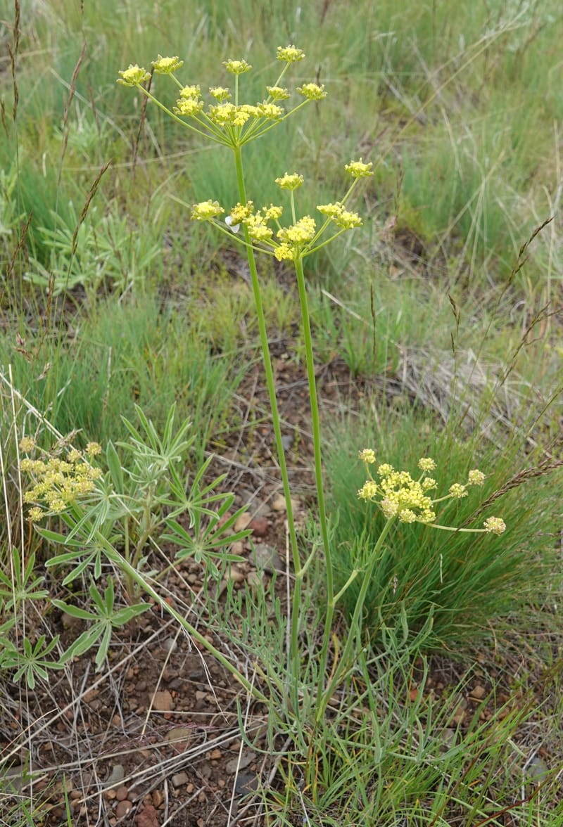 Lomatium triternatum, C. Davidson 13753--Oregon. Wallowa Co. Zumwalt.Trail Cr. Rd. 4 Jun 2018. DSC04078 (123).JPG
