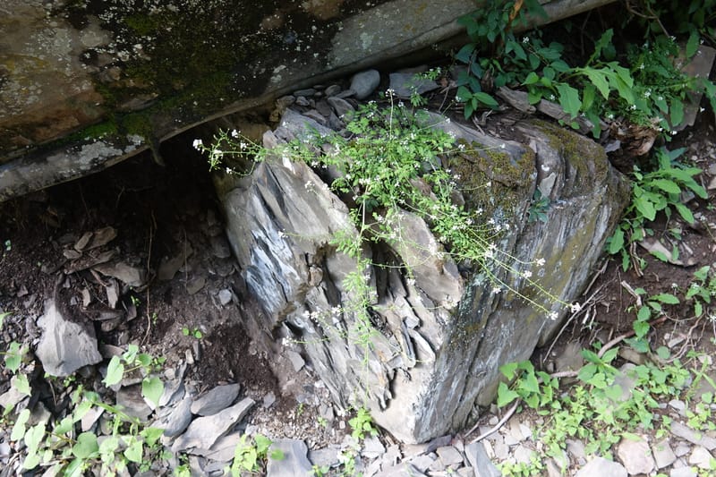 Yinshania acutangula subsp. wilsonii, C. Davidson 13755--China. Sichuan. Yibailingba-gou. 12 Aug 2017. DSC04660 (671).JPG