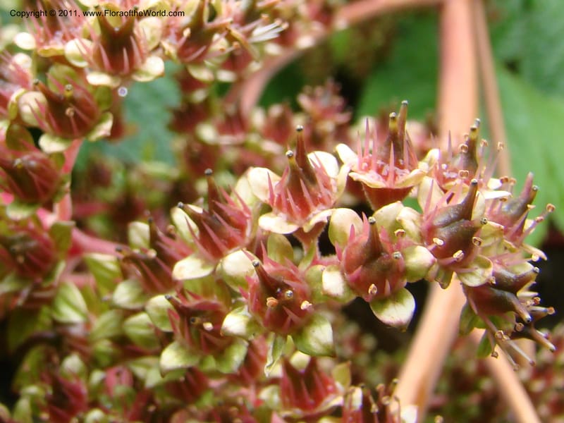 Rodgersia sambucifolia, 16415-0175-1978--Canada. BC. Univ. BC Bot. Garden. 27 Jul 08. 043.jpg