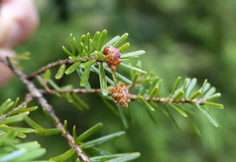 Tsuga chinensis, Tseng Yu-Hsin 1332--Taiwan. Taroko Nat. Park. Mt. Bilu Trail. 21 May 2016.  (201).JPG