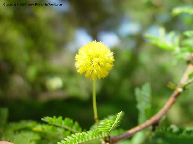 Acacia tortuosa--FL. Fairchild Tropical Gard. 6 Apr 03. 321.jpg
