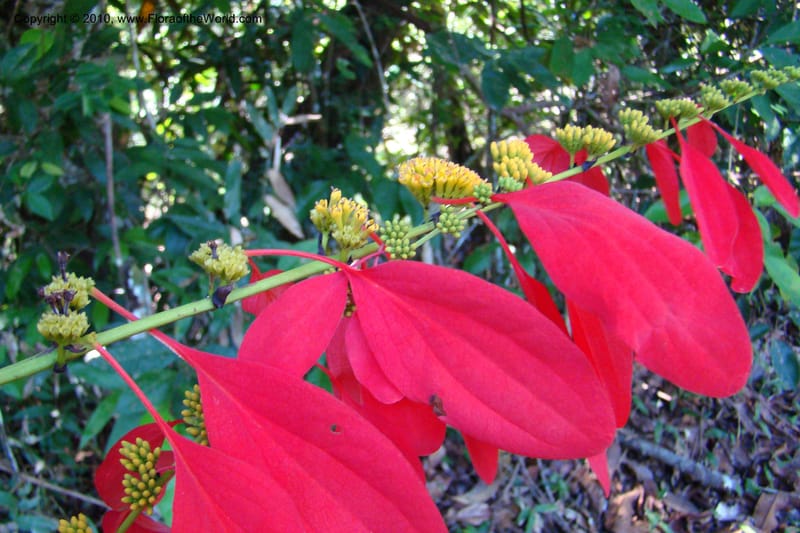 Warszewiczia, Vasquez 34793--Peru. Loreto. Dist. Nauta. Miraflores, Rio Tigre. 10 Nov 08. 677.jpg