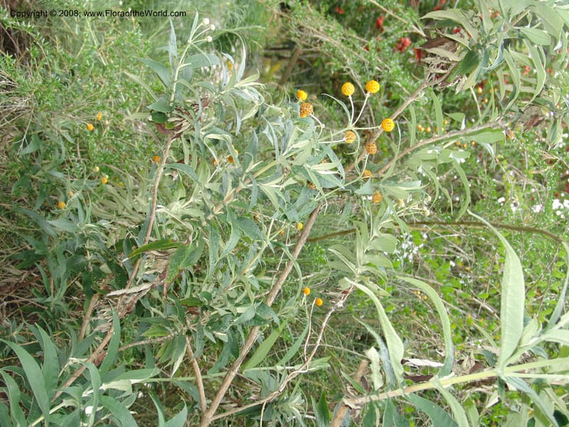 Buddleja globosa, 77.0292CA. UC Berkeley Bot. Garden.  30 Jun 06. 117.jpg