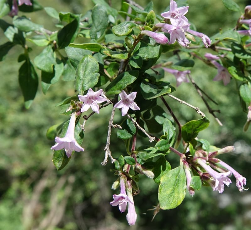 Leptodermis pilosa var. pilosa, D. Boufford 43996--China. Sichuan. Yibailingba-gou. 12 Aug 2017. DSC04660 (510).JPG