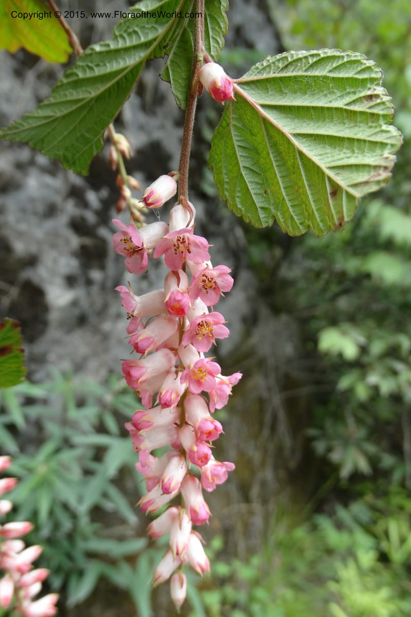 Neillia thibetica, Boufford, D 43710--China. Sichuan. LongDongZhen on Rd. to LeiYuan Shan. 13 May 2014. DSC05860 (13).JPG