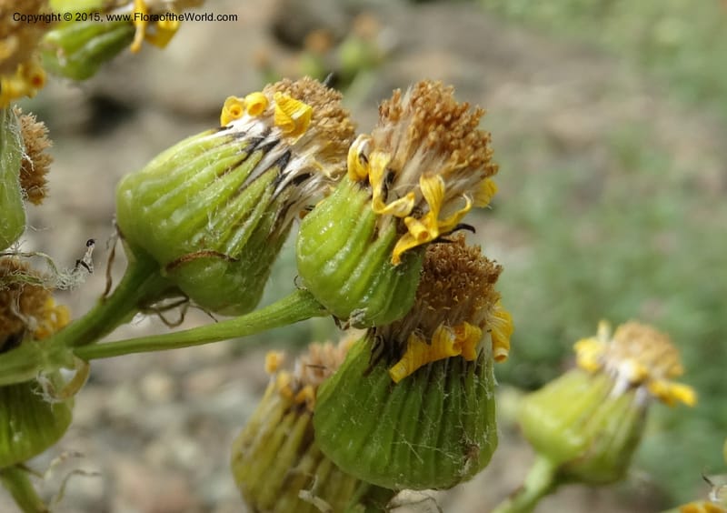 Senecio, Davidson, C 12598--ID. Idaho Co. Seven Devils Camp Ground. 15 Jul 2014. DSC00113 (318).JPG