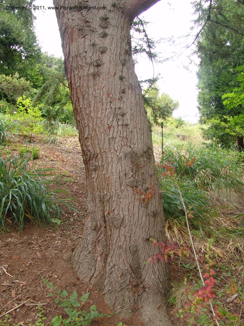 Cupressus abramsii, 76.0133--CA. UC Berkeley Bot. Garden. 31 May 07. 592.jpg