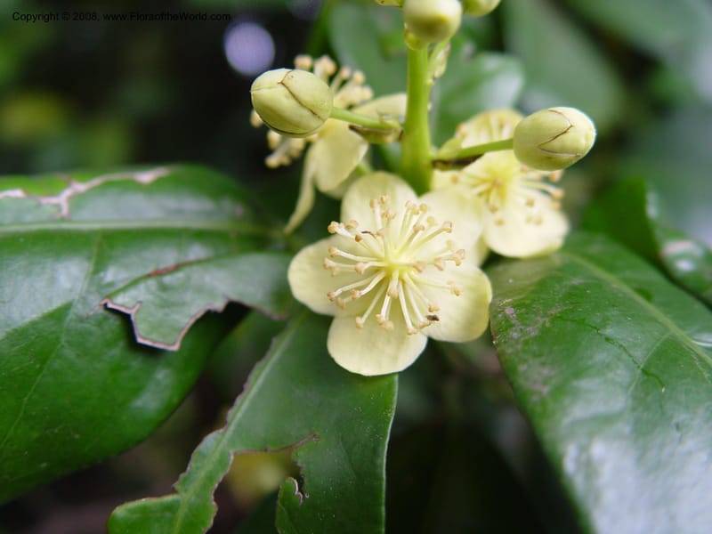 Cavacoa aurea--So Africa. Durban Bot. Gard. 3 Oct 03. 023.jpg