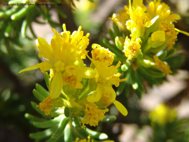 Euryops candollei--So.Africa. E. Cape. Joubert's Pass, SE of Lady Gray. 9 Mch 05. 009.jpg