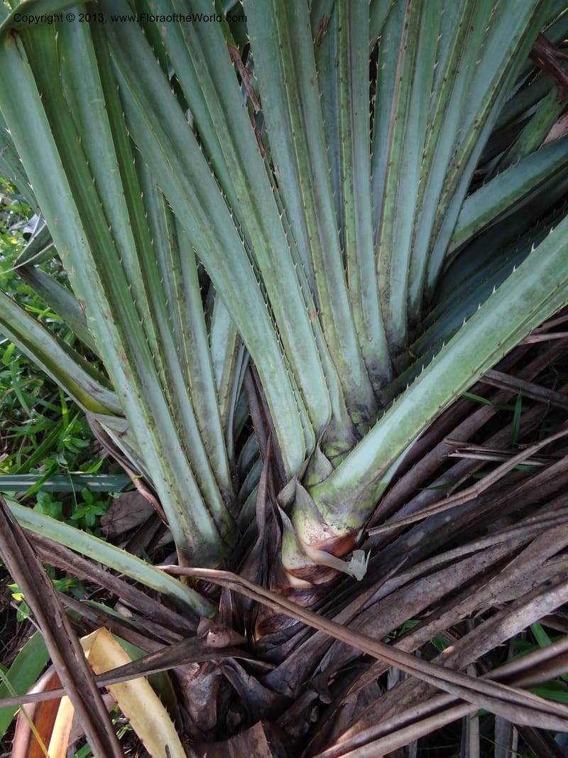 Pandanus odorifer, Callmander 1017--Malaysia, Sarawak. Bako Nat. Park. Beach. 31 Mar 2012. DSC06362 (31).JPG