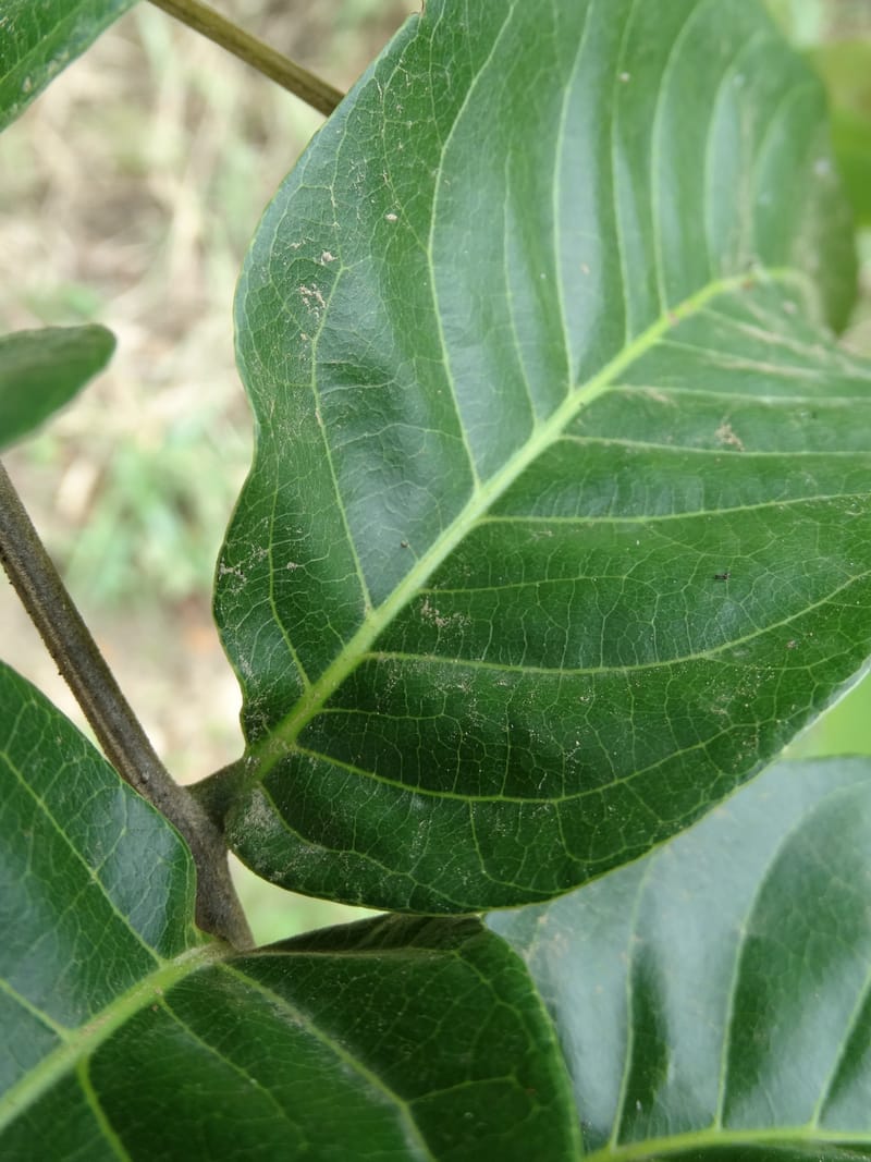 Alectryon, Munzinger, J 7386--Fiji. Along Hibiscus Hwy. 7 Nov 2015. DSC00180 (48).JPG