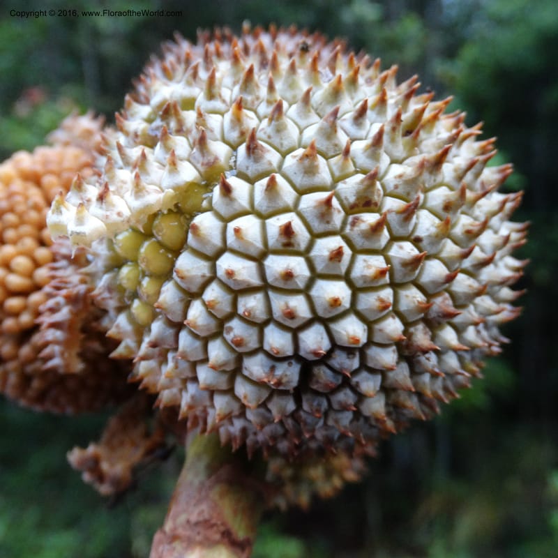Pandanus borneensis, Callmander, M 1186--Sabah. G. Silam. 1 Oct 2014. DSC00937 (196).JPG