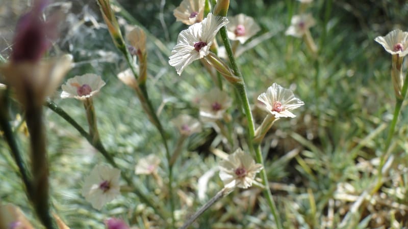 Acantholimon blakelockii, EC.3--Iraq. Kurdistan. Shakh-i Pira Magrun. Zewiya. 12 June 2010. 151 (14).jpg