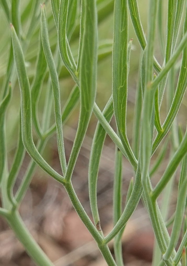 Lomatium triternatum, C. Davidson 13753--Oregon. Wallowa Co. Zumwalt.Trail Cr. Rd. 4 Jun 2018. DSC04078 (129).JPG