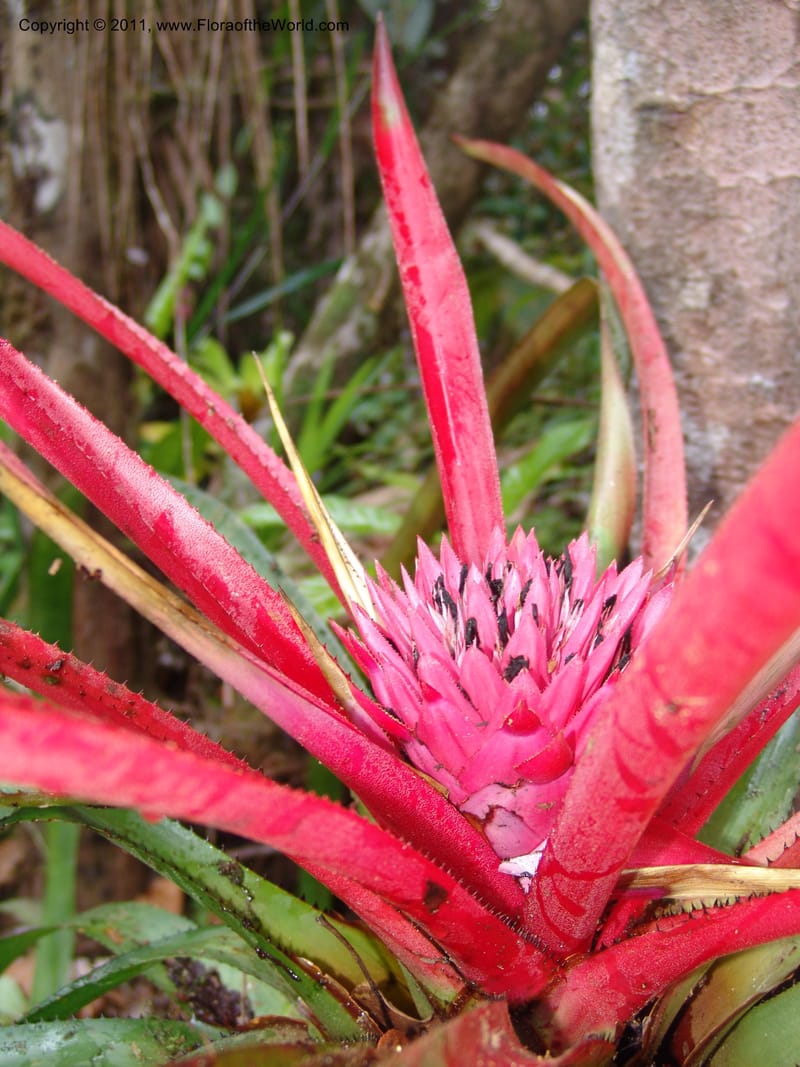 Aechmea, Neill 15921--Ecuador. Prv. Zam. Ch. C del Condor. Wawaime plot. 22 Sep 07. 418 (2).jpg