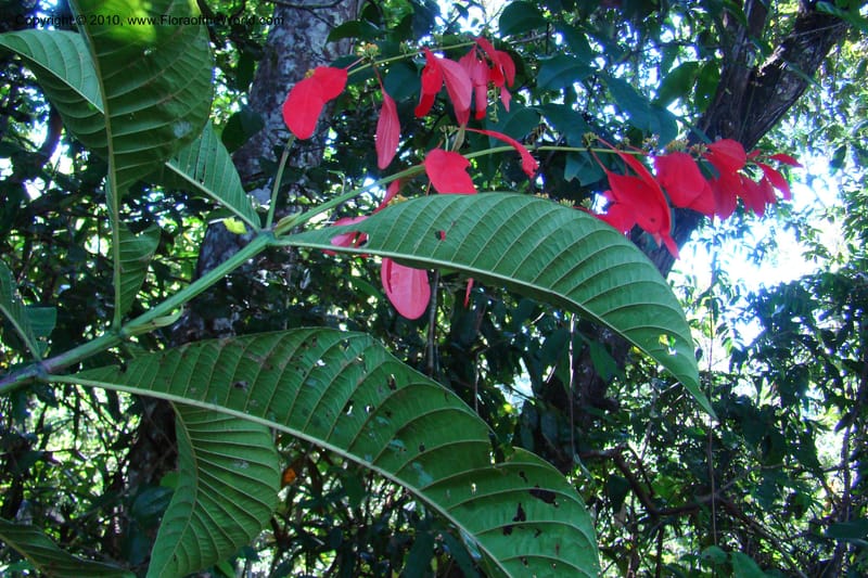 Warszewiczia, Vasquez 34793--Peru. Loreto. Dist. Nauta. Miraflores, Rio Tigre. 10 Nov 08. 680.jpg