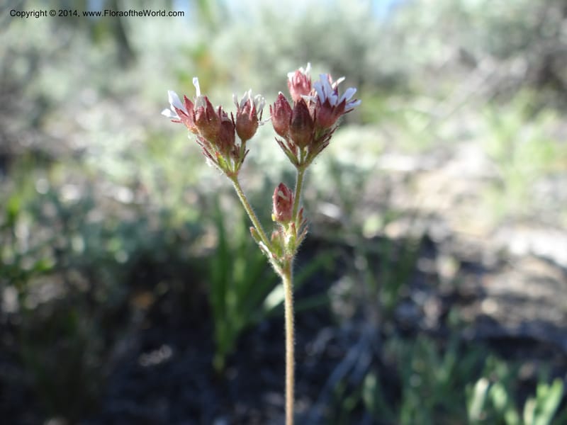 Horkelia fusca var. parviflora, Davidson, C 12198--ID. Custer Co. 1.6 mi from Hwy 75 on Redfish Lake Rd. 13 Jul 2013. DSC06785 (50).JPG