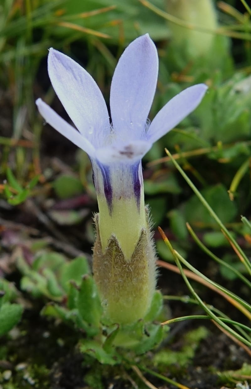 Cyananthus incanus, D. Boufford 44022--China. Sichuan. Daocheng Xian. 14 Aug 2017. DSC05676 (226).JPG