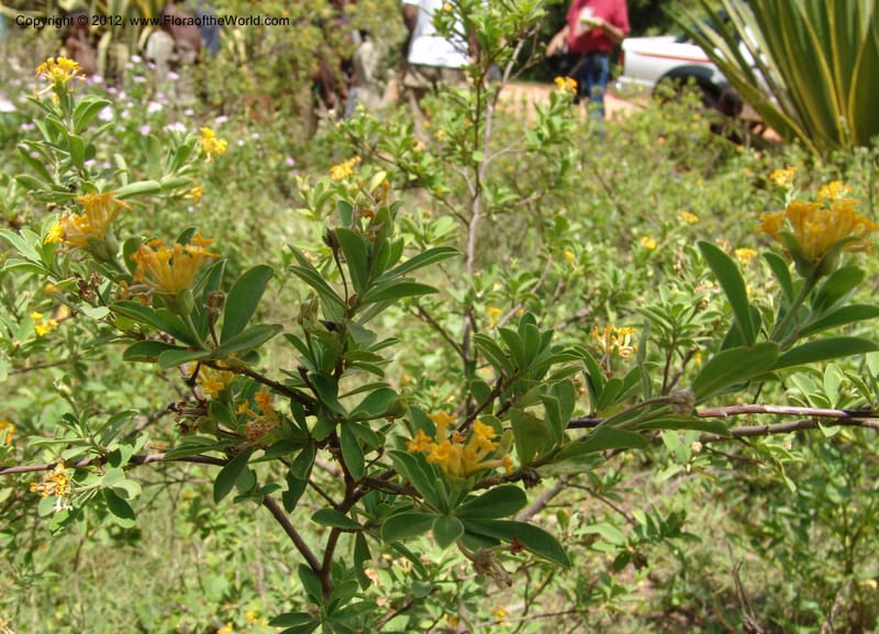 Gnidia daphnifolia, Rogers, Z 906-Madagascar, 20 Jan 2006 054.jpg