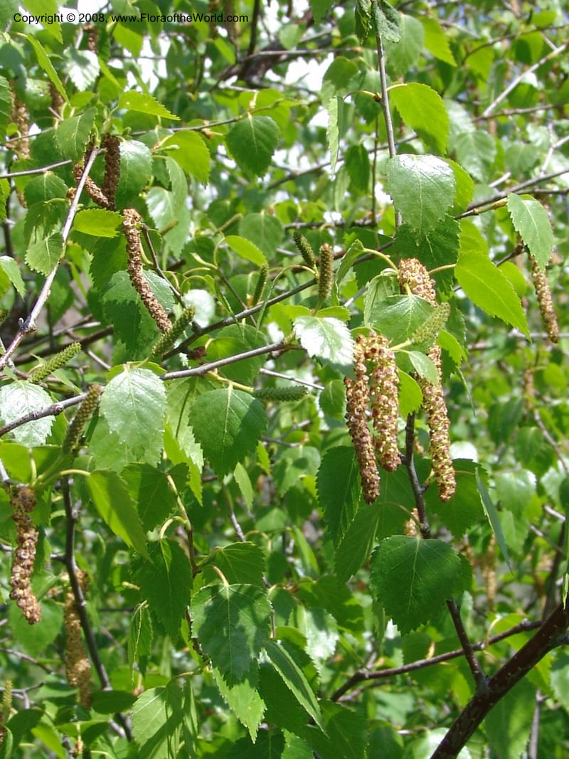 Betula litwinowii--Georgia. Kazbeki. Trail-road to Sameba Church. 2 Jun 05. 005.jpg