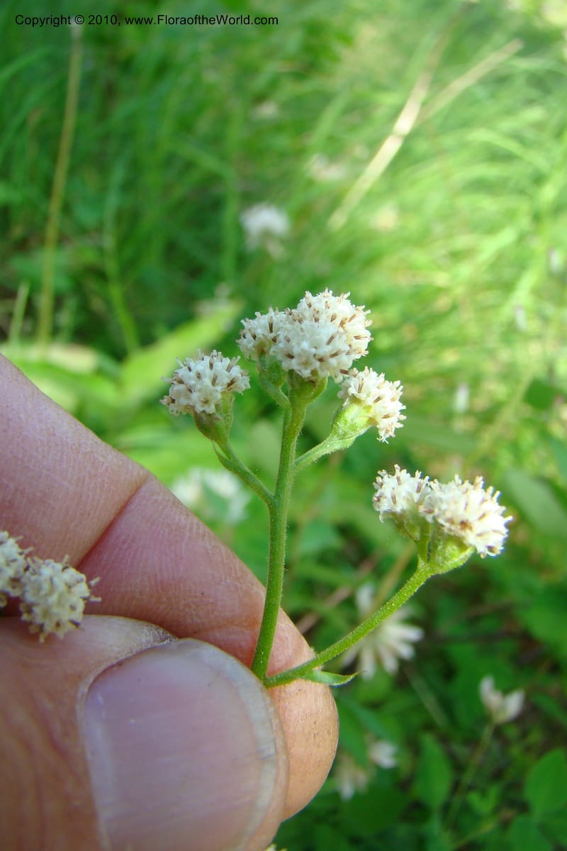 Antennaria racemosa, C. Davidson 11373--Idaho. Idaho Co. Salmon River. Polly Bemis Ranch. 27 May 2009. 084.jpg