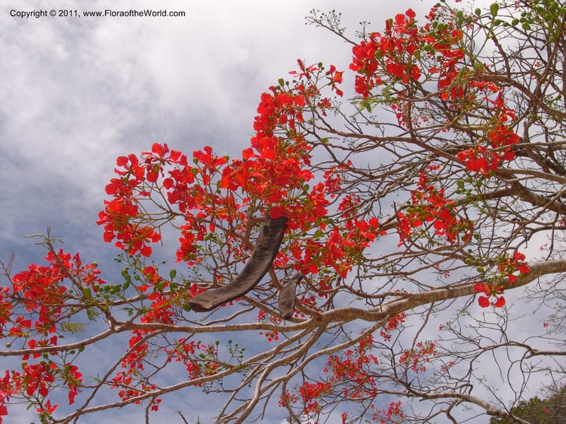 Delonix regia , not coll.--Madag. Antsir. Nosy Be. Lokobe Forest. 15 Nov 06. 062 (5).jpg