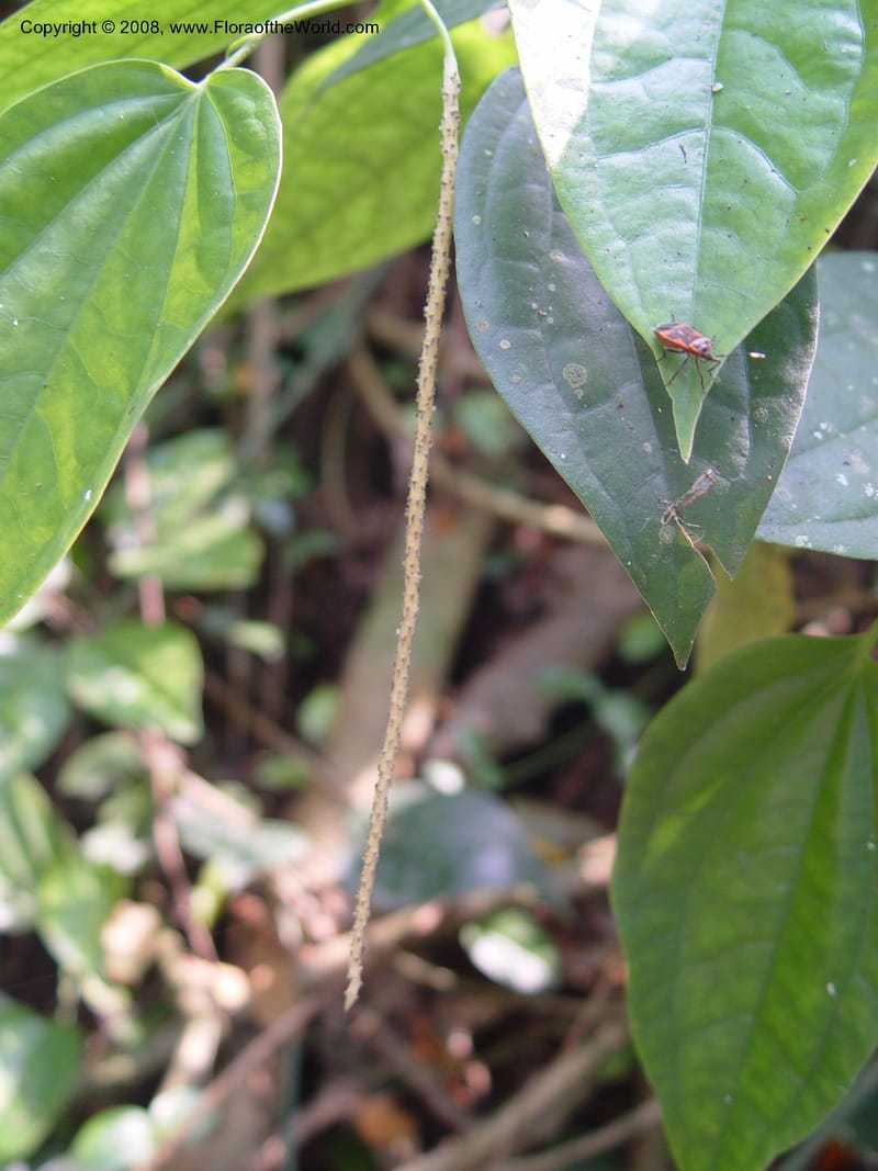 Piper guineense--Ghana. Aburi Botanic Garden. 11 Dec 03. 344.jpg