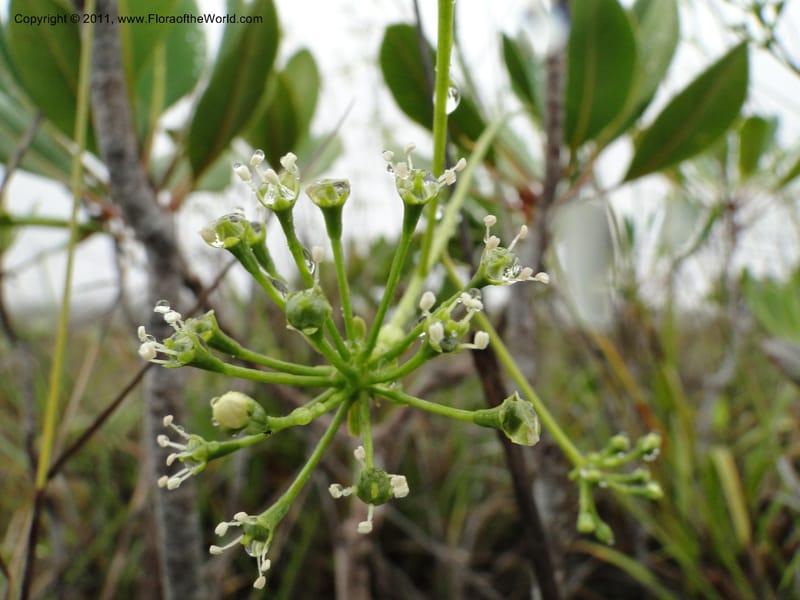 Myodocarpus, P. Lowry 7188--New Caledonia. Plaine des Lacs. NW of Grand Lac. 21 Jan 2010.1580 (8).JPG
