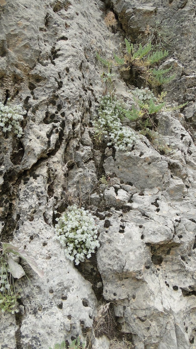 Paronychia kurdica, A. G. Miller 120.6--Iraq. Kurdistan. Shakh-i Pira Magun. 9 June 2010. 265 (8).jpg
