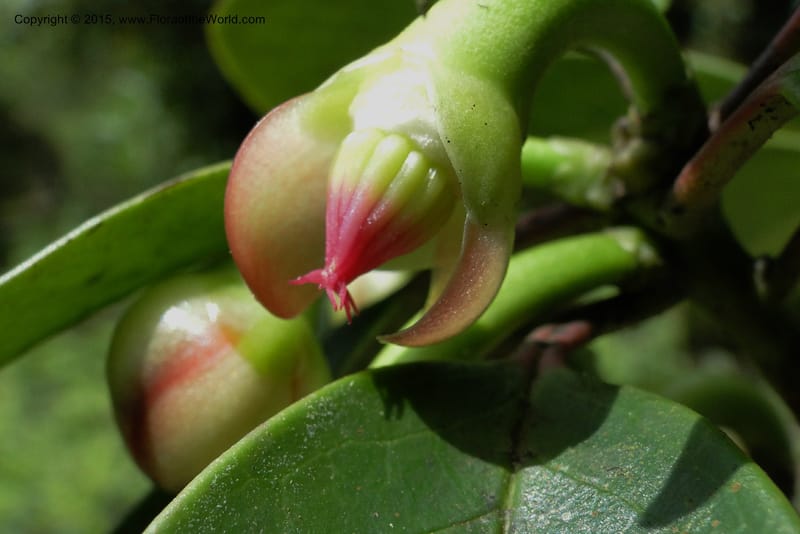 Illicium, Regalado 1782--Viet Nam. Ban Khoang Commune. 4 May 2011. 195 (4).jpg