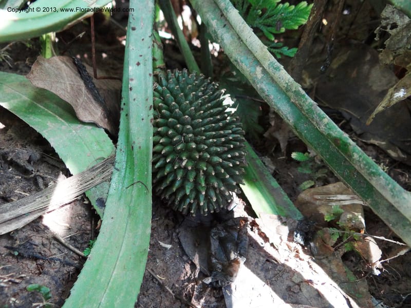 Pandanus fusinus, Callmander 1006--Sarawak. Gunong Fairy. 27 Mar 2012. DSC05525 (1).JPG