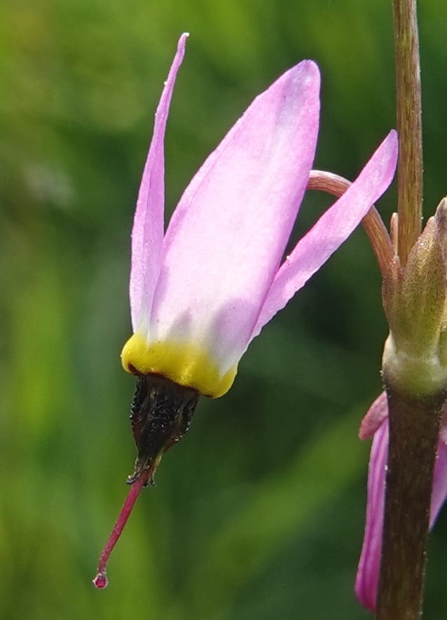 Dodecatheon alpinum, Davidson 14247--OR. Harney Co. Steens Mtn. July 2021. DSC09986 (1166).JPG