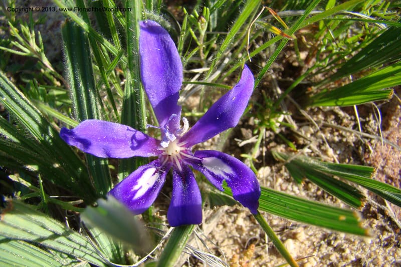 Babiana sambucina ssp. longibracteata, C. Davidson 11555--South Africa. Northern Cape. Papkuilsfontein. 25 Aug 09. 076 (5).jpg