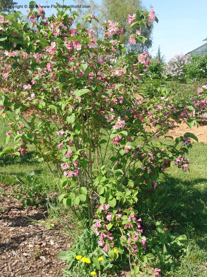 Weigela praecox--France. Nancy. Jard. Bot. Montet. 1 May 05. 084.jpg