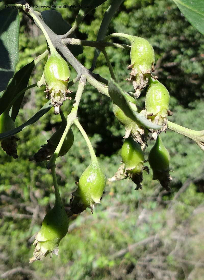 Laurelia sempervirens, WDS 34103--Chile. Rd to El Abanico. Pte. Polcura odom 16.6. 17 Feb 2013. DSC01401 (193).JPG