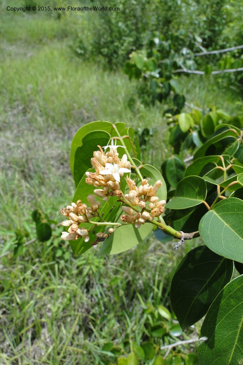 Connarus, Regalado 1920b--Viet Nam. Forest Block 19. 15 May 2011. 166 (12).jpg