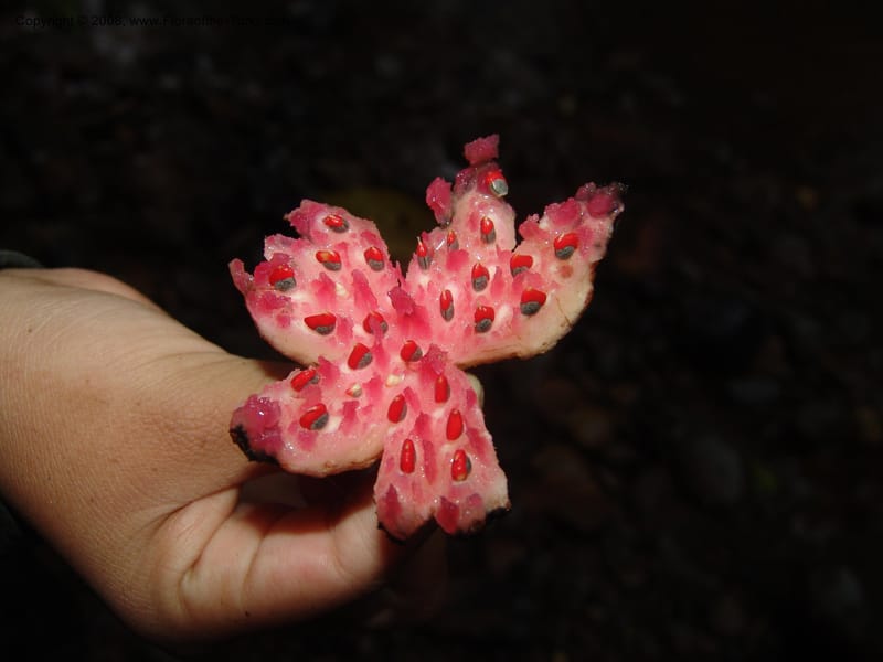 Siparuna subinodora, AAraujoM1193--Bolivia. Pq. Nac. Madidi. Rio Tuichi, Rudidi Cr. 28 Nov 04. 276.jpg