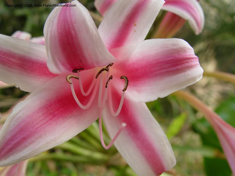 Crinum delagoense--So. Africa. KwaZuluNatal. Maputaland Coastal Forest Res. 1 Oct 03. 006.jpg