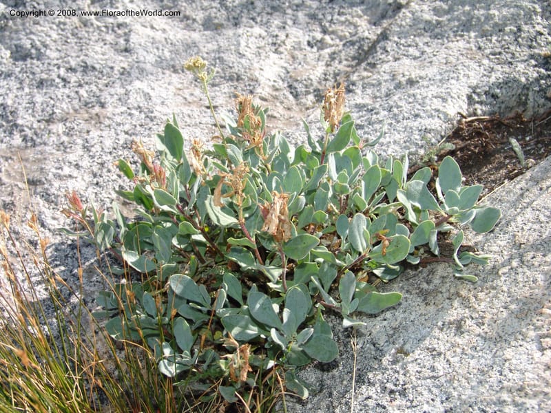 Penstemon montanus v. idahoensis, CDavidson10984--ID. Idaho Co. Josephine Lake. 14 Aug 06. 026.jpg