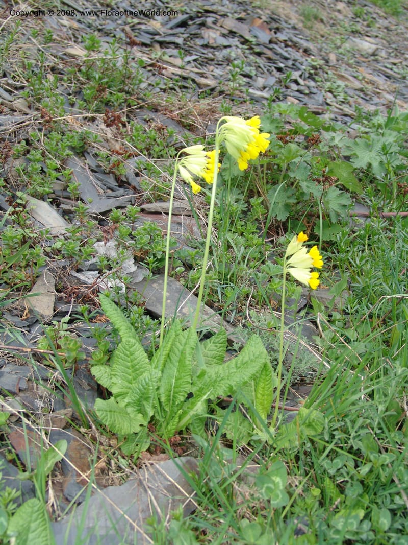 Primula macrocalyx--Georgia. Kazbegi region. Kora Gorge. 3 Jun 05. 175.jpg
