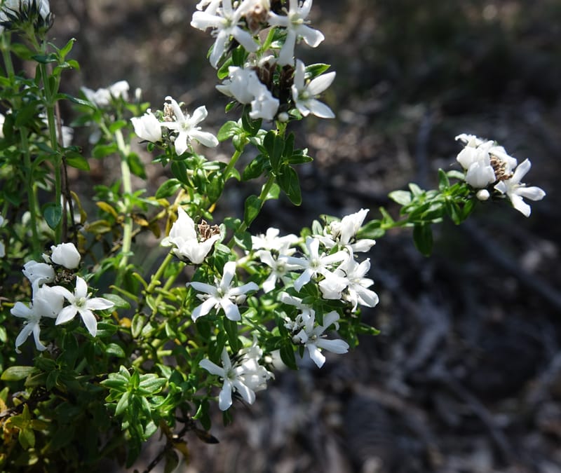 Logania serpyllifolia, Davidson, C 13471--Australia. W.A. Albany Hwy, odom 33.5. 28 Oct 2016. DSC05957 (3).JPG