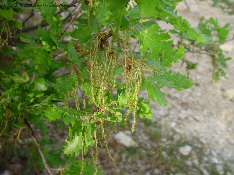 Quercus robur--Italy. Abruzzo. Hillside above Popoli. 6 May 03. 085.jpg