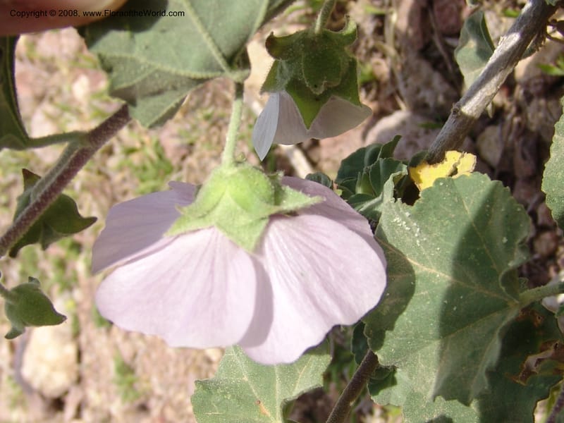 Lavatera maritima--Spain. Prov. Almeria. Cabo de Gata. Old lighthouse. 23 Apr 05. 060.jpg