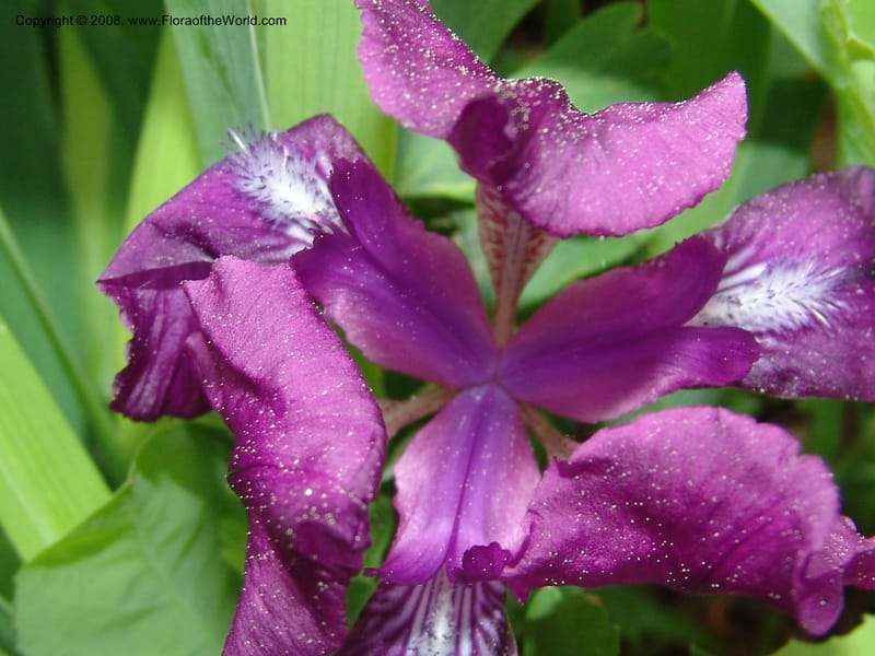 Iris hungarica--Georgia. Bakuriani Botanical Garden. 7 Jun 05. 087.jpg