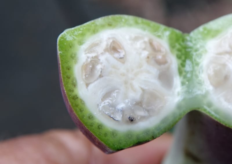 Musa formosana, Chung Kuo-Fang 3351--Taiwan. Wulai Distr. Wulai village. Hsing Hsian Trail. 19 May 2016. DSC03046 (152).JPG
