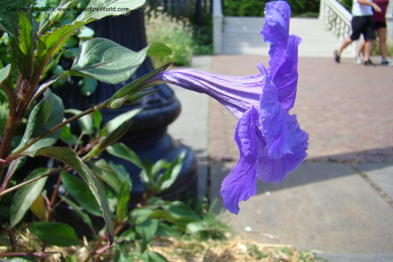 Ruellia simplex--New York. Brooklyn Botanic Garden. 19 July 2009. 012.jpg