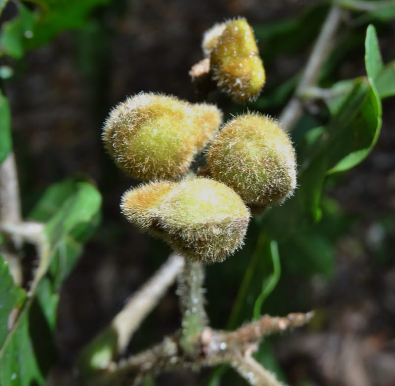 Alectryon hirsutus, Munzinger, J 7422--New Caledonia. Foret du Koghi. 13 Nov 2015. DSC02196 (76).JPG