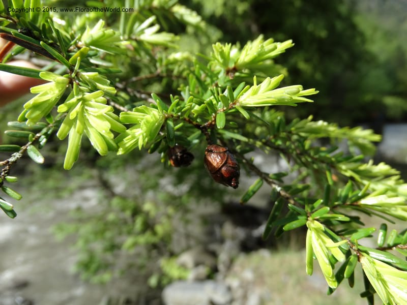 Tsuga chinensis, Boufford, D 43658--China. Sichuan. SuoLuoGou Village. 10 May 2014. DSC04925 (4).JPG